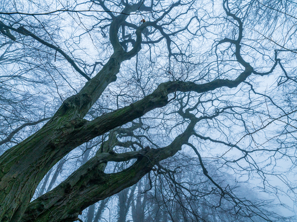 An old, gnarled tree with bare, intertwining branches dominates the view against a misty, ethereal backdrop. The contorted tree limbs stretch skywards, enveloped by a soft, diffuse light, creating an atmospheric, almost otherworldly forest scene.