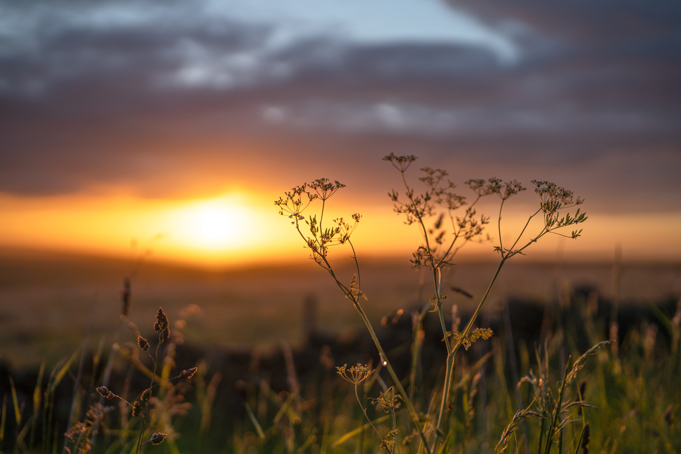 In North Yorkshire, wildflowers silhouette against a warm sunrise with hues of orange and yellow, gently diffusing light across the sky and a pastoral landscape. The grass glimmers as if touched by the rising sun. a sunset over a grass field