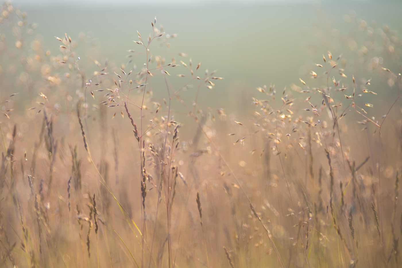 A close-up of golden wild grasses basking in soft, warm sunlight, casting a gentle glow and creating a tranquil scene typical of North Yorkshire's countryside. a sunset in the background