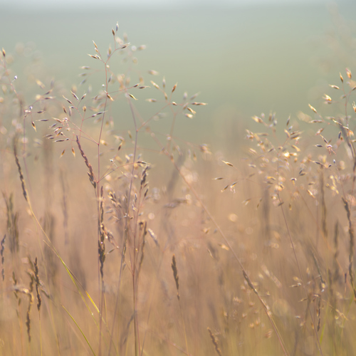 24th June 2022: A close-up of golden wild grasses basking in soft, warm sunlight, casting a gentle glow and creating a tranquil scene typical of North Yorkshire's countryside.