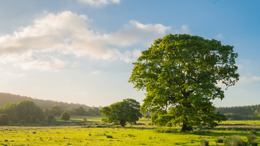 An idyllic North Yorkshire landscape at sunrise. The verdant glade is bathed in soft morning light, highlighting a robust, leafy tree at its centre. The sky, partly cloaked in wispy clouds, hints at the promise of a fine day. a large body of water with grass and trees