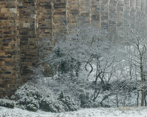 Crimple Valley Viaduct: A Marvel of Engineering and Beauty:  a tree in front of a brick building