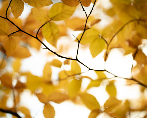 School Run:  a close up of yellow leaves