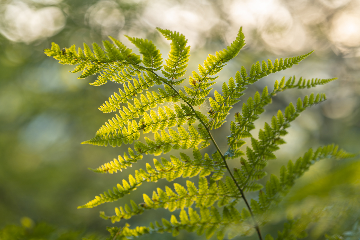 This is an image of a delicate fern basking in soft golden sunlight amidst North Yorkshire's verdant flora. The intricate, lace-like leaves are aglow, creating a serene woodland tapestry highlighted by nature's quiet elegance. a close up of a plant