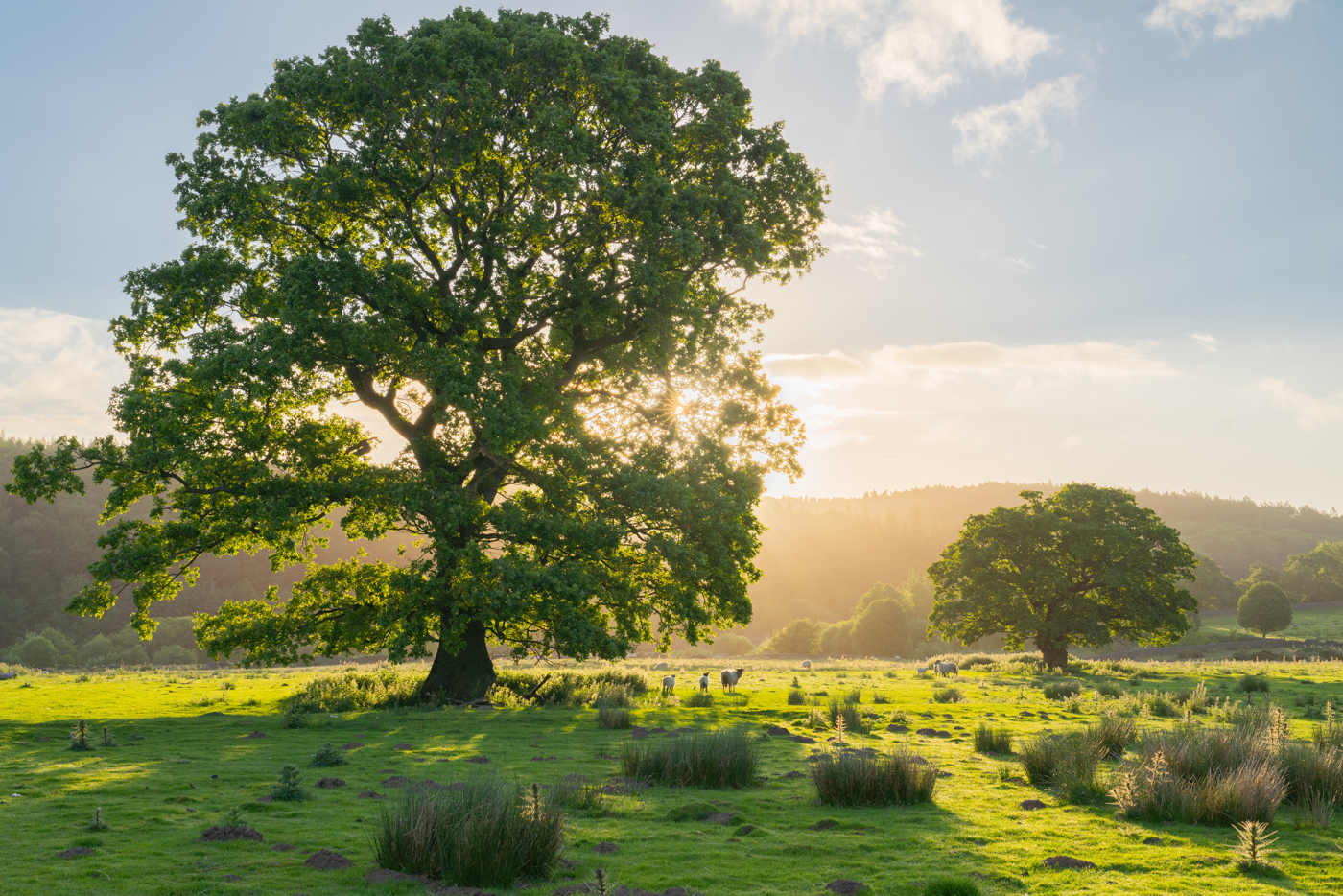 In North Yorkshire, a majestic, solitary oak tree bathed in the golden light of the setting sun dominates the frame. It stands in a lush, green field dotted with grazing sheep. Rolling hills and woodlands in the background complete the serene, picturesque landscape. a herd of sheep grazing on a lush green field