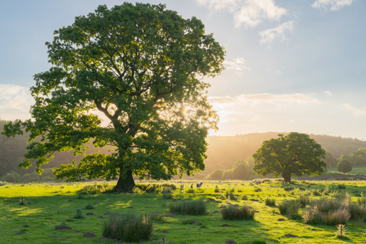 In North Yorkshire, a majestic, solitary oak tree bathed in the golden light of the setting sun dominates the frame. It stands in a lush, green field dotted with grazing sheep. Rolling hills and woodlands in the background complete the serene, picturesque landscape. a herd of sheep grazing on a lush green field