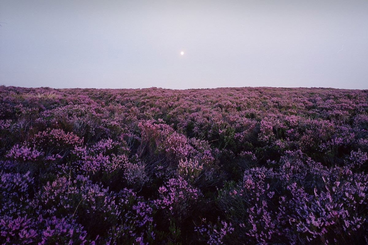 Moorland landscape moonrise a group of purple flowers in a field with Hitachi Seaside Park in the background