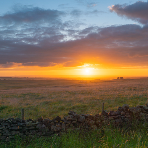 Scargill Pasture Sunrise: Enchanting North Yorkshire countryside at sunrise. The sky glows with warm hues: gold at the horizon blending into pink and blue upwards. The sun hovers low, casting a soft light over the expansive fields. A traditional dry stone wall trails across the foreground, marking the boundary of the lush pasture. Wispy clouds scatter across the sky, soaking up the sunrise's vivid colours.