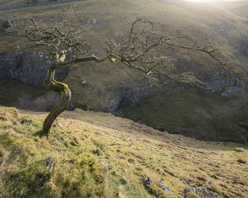 Yorkshire Dales: Limestone and Lone Trees:  