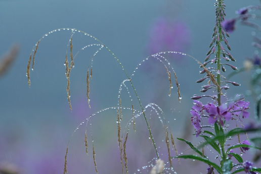 Delicate grass stalks and wildflowers with dewdrops glistening like tiny beads. They stand against a calm, misty backdrop tinged with soft purples, illustrating a serene North Yorkshire moorland morning. a group of pink flowers