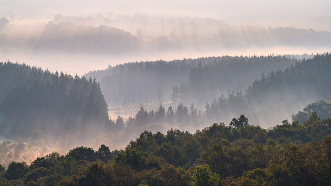 An early morning scene in North Yorkshire. Soft beams of sunlight filter through a misty backdrop, illuminating tiers of dense forest. The trees display a palette of greens and the atmosphere conveys a tranquil, serene ambiance. a forest of trees