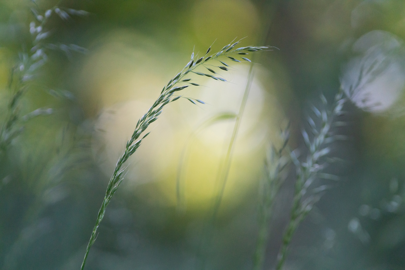 This image features delicate grass stems against a soft-focus backdrop with varying shades of green and a subtle hint of golden light, likely from a setting or rising sun, evoking a tranquil early morning or late afternoon in North Yorkshire. a close up of a plant