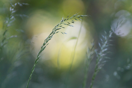 This image features delicate grass stems against a soft-focus backdrop with varying shades of green and a subtle hint of golden light, likely from a setting or rising sun, evoking a tranquil early morning or late afternoon in North Yorkshire. a close up of a plant