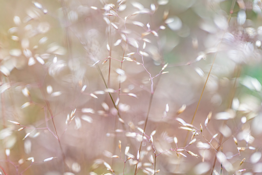 A softly-focused scene of delicate grasses in North Yorkshire. Warm sunlight filters through, creating a gentle shimmer on the subtle hues of beige and soft pink seed heads that dance lightly in the breeze. close up of a plant