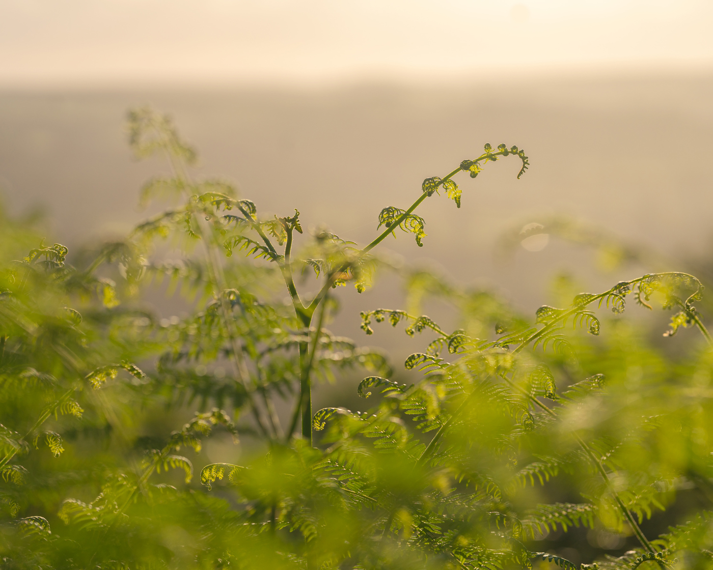 A dewy fern unfurls amidst a soft-focus backdrop of sun-drenched greenery in North Yorkshire. The warm light permeates the scene, imbuing a sense of early morning tranquility. a close up of a tree
