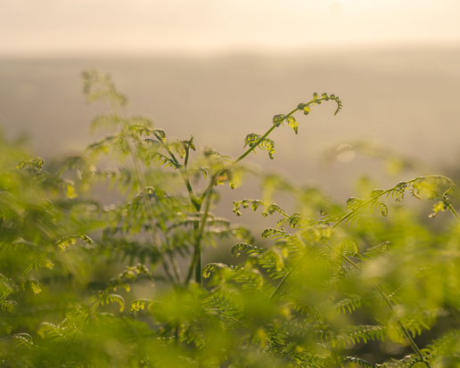 A dewy fern unfurls amidst a soft-focus backdrop of sun-drenched greenery in North Yorkshire. The warm light permeates the scene, imbuing a sense of early morning tranquility. a close up of a tree