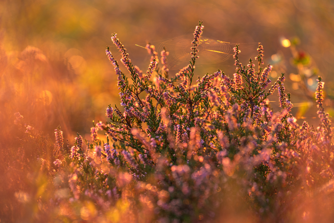 In North Yorkshire, there's an image depicting a close-up of vibrant purple heather bathed in warm, golden sunlight. Delicate spider webs glisten between the blooms, and the soft focus background is awash with hues of amber and gold, suggesting a serene, natural setting at sunrise. a close up of a plant