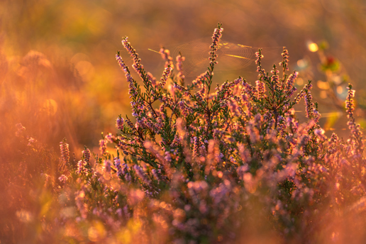 In North Yorkshire, there's an image depicting a close-up of vibrant purple heather bathed in warm, golden sunlight. Delicate spider webs glisten between the blooms, and the soft focus background is awash with hues of amber and gold, suggesting a serene, natural setting at sunrise. a close up of a plant