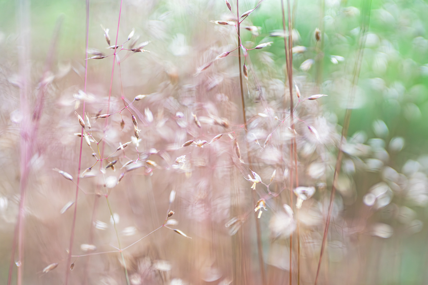 This is a soft-focus image of delicate, slender grass stems and seed heads, with hints of pink and green hues blending into a dreamy backdrop, evoking a gentle, serene atmosphere typical of a North Yorkshire meadow. a close up of some grass