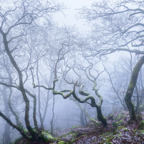 One day maybe we will dance again: An ethereal North Yorkshire woodland. Twisted, bare branches reach out like dancers frozen in time, shrouded in a delicate mist. A gentle dusting of snow clings to the woodland floor, enhancing the scene's serene, otherworldly quality.